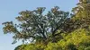 Afrocarpus, le géant