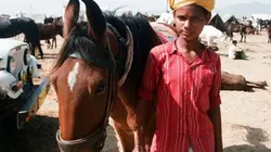 Visuel de Le monde des chevaux