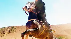 Visuel de Le monde des chevaux