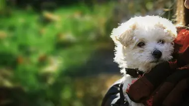 Le monde des chiots E01