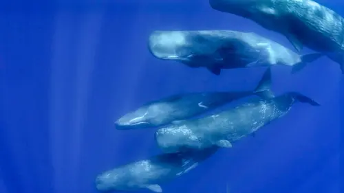 Le monde des océans La famille