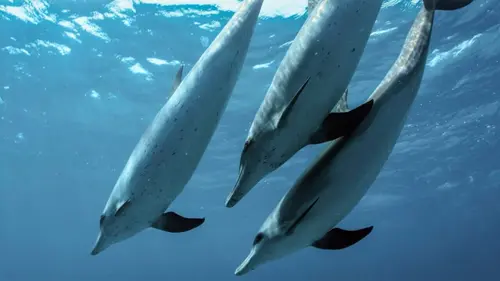 Le monde des océans Contes de la mer