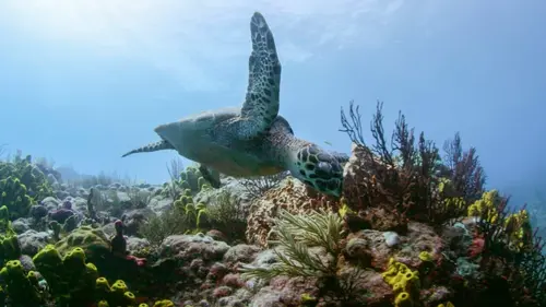 Casting Le monde des océans Survivre dans les récifs coralliens