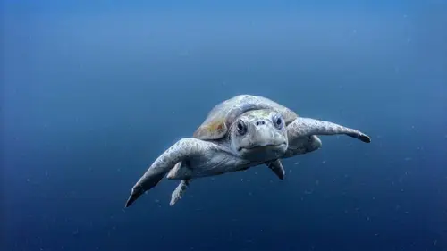 Le monde des océans