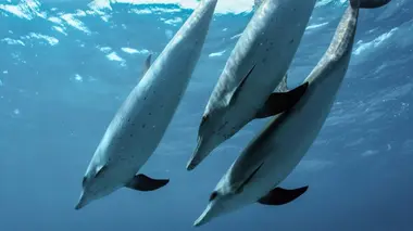 Le monde des océans Héritage