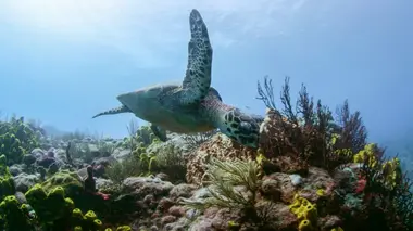 Le monde des océans Survivre dans les récifs coralliens