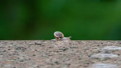 Le monde des petites bêtes