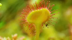 Le monde des petites bêtes