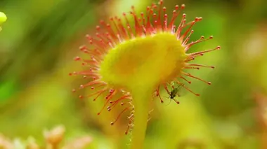 Comment le drosera attrape les moustiques