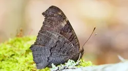 Le monde des petites bêtes