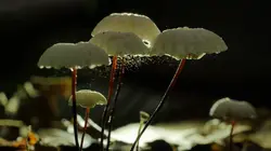 Le monde des petites bêtes