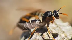 Le monde des petites bêtes