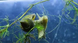 Le monde des petites bêtes