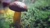 2023 • Le monde extraordinaire des champignons