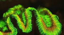 Visuel de Le monde fascinant des créatures lumineuses