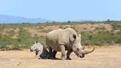 Le monde merveilleux des bébés animaux