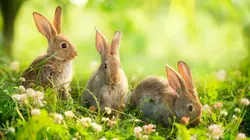 Le monde merveilleux des bébés animaux