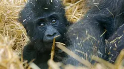 Le monde merveilleux des bébés animaux