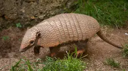 Le monde merveilleux des bébés animaux