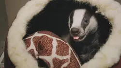 Le monde merveilleux des bébés animaux