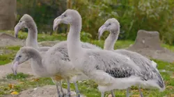 Le monde merveilleux des bébés animaux