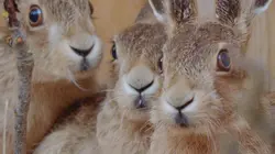 Le monde merveilleux des bébés animaux