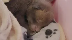 Le monde merveilleux des bébés animaux