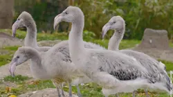 Le monde merveilleux des bébés animaux