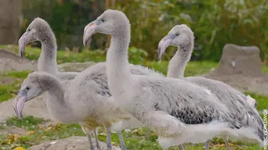 Le monde merveilleux des bébés animaux