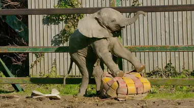 Le monde merveilleux des bébés animaux E06