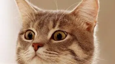 Le monde merveilleux des chatons