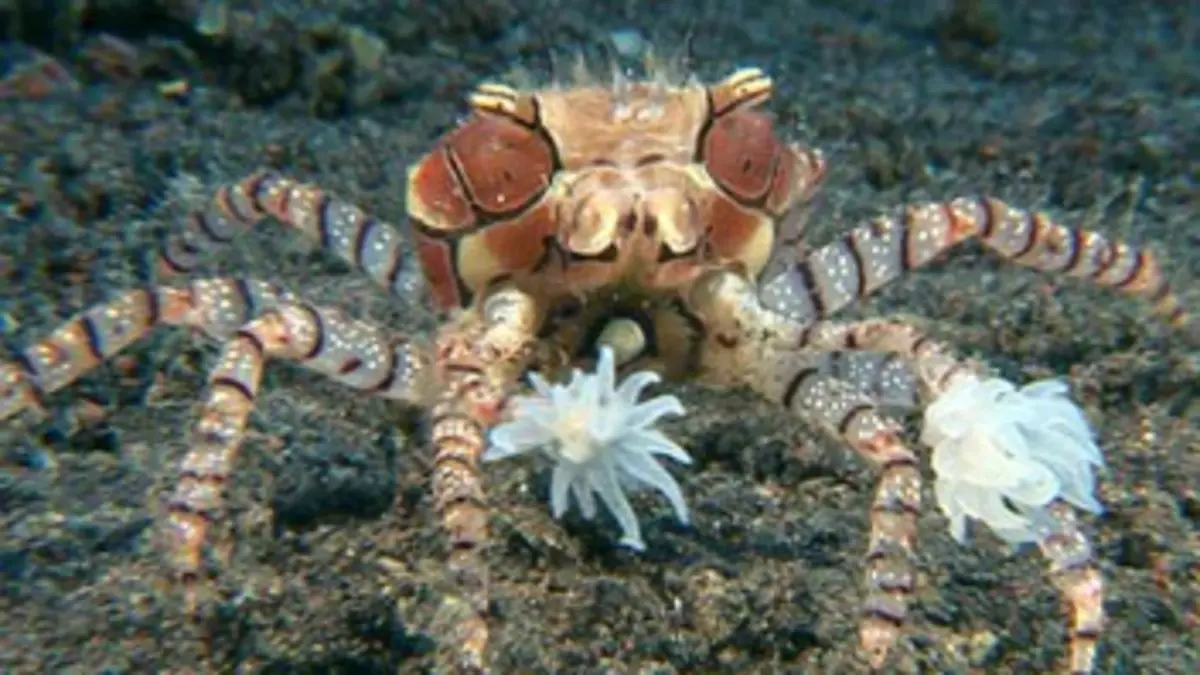 Le monde merveilleux des crustacés