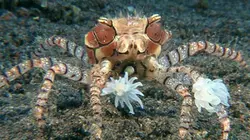 Visuel de Le monde merveilleux des crustacés