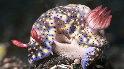 Le monde merveilleux des mollusques