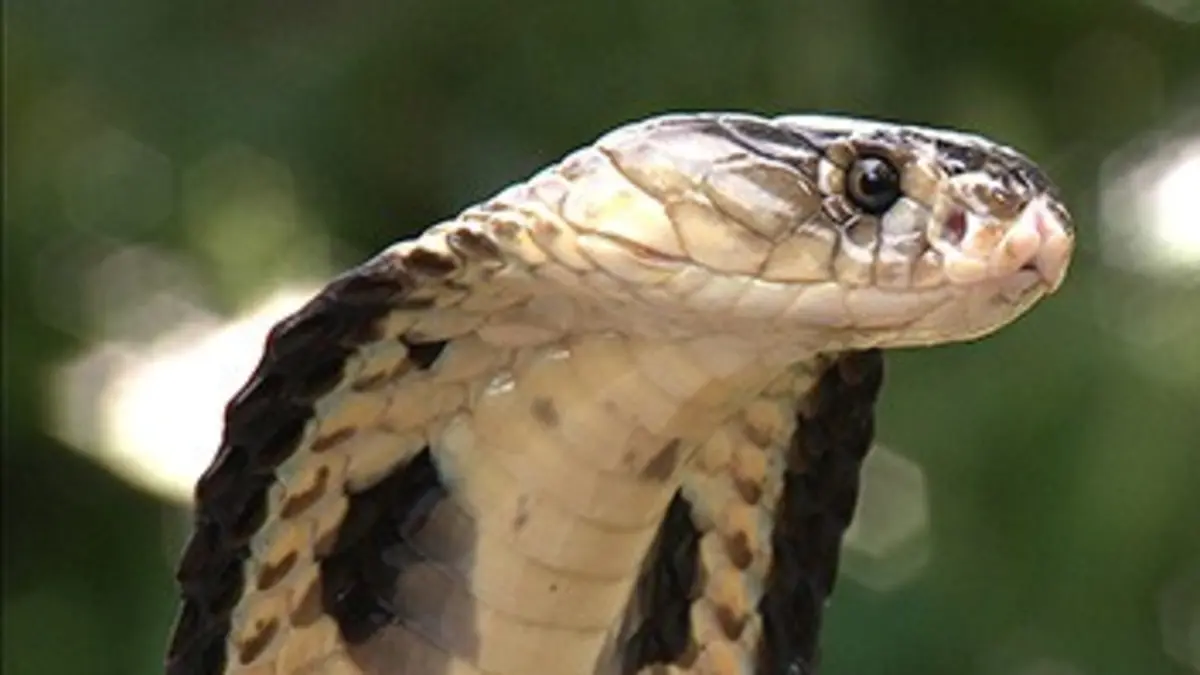 Le monde mystérieux des serpents