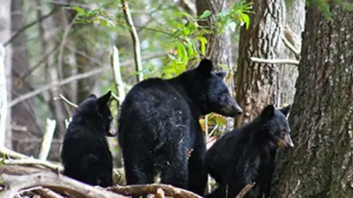 Le monde sauvage des Appalaches