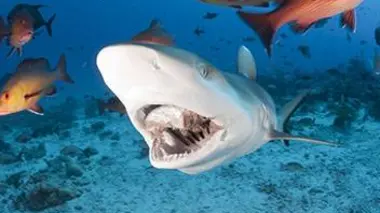 Le monde sauvage des requins