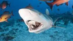 Sur Animaux à 20h35 : Le monde sauvage des requins