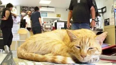 D'un refuge de la SPA (2/2)