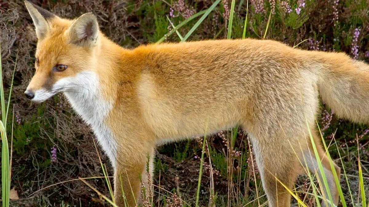 Le monde secret des animaux Avec les loups