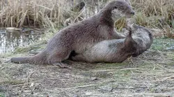 Le monde secret des animaux