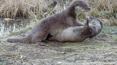 Entre eaux et forêts