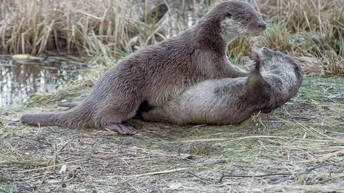 Épisodes de Le monde secret des animaux