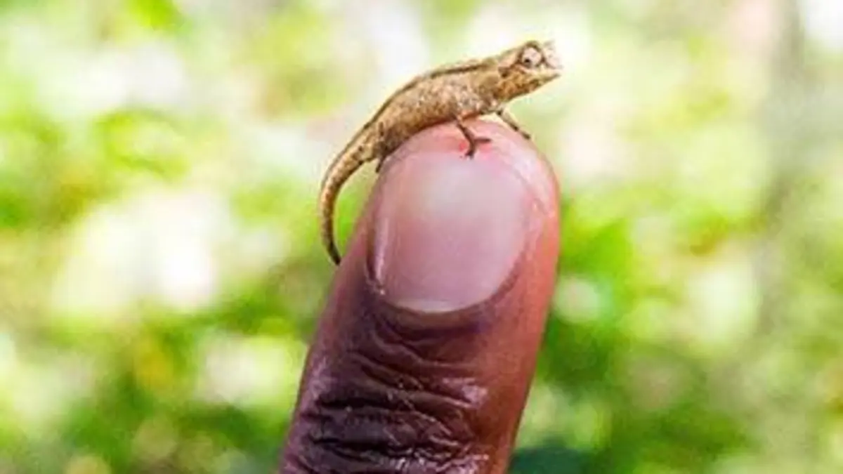 Le monde secret des animaux minuscules Le monde secret des animaux minuscules