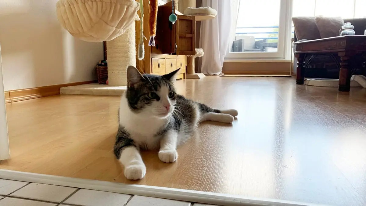 Le monde secret des chats