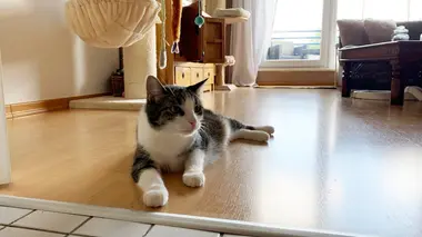 Le monde secret des chats