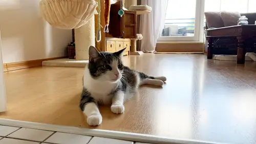 Le monde secret des chats