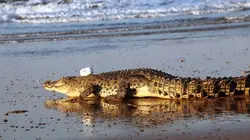 Visuel de Le monde secret des crocodiles