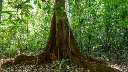 News de Le monde secret des forêts