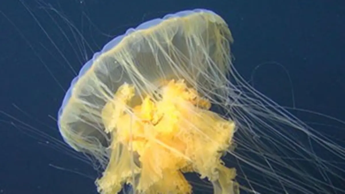 Le monde secret des méduses Le monde secret des méduses